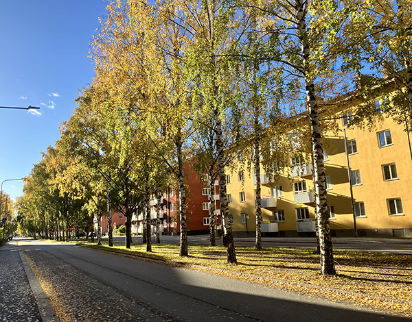 Höst i allén St Olofsgatan