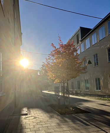 Höstsol och hösträd vid Cykelfabriken Höstsol och hösträd vid Cykelfabriken