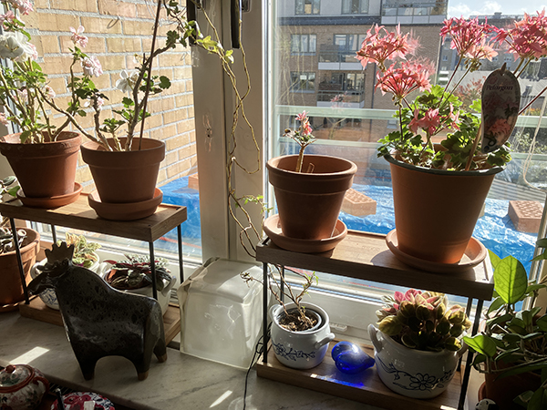 Köksfönstret med pelargoner saint paulior älg o glashjärta Köksfönstret med pelargoner saint paulior älg o glashjärta