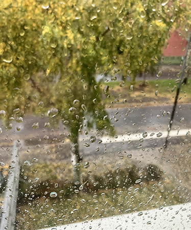 Regndroppar på fönstret höstbjörk utanför