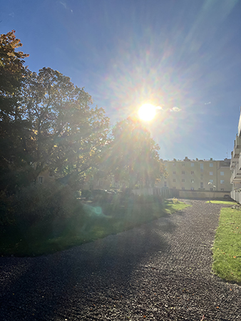 Sol över välkrattad gård Torkelsgatan höst