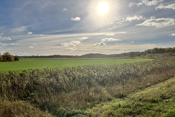 Utblommade solrosor skymtar slottet o domkyrkotornen Gamla Uppsala höst